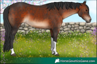 Horse Color:Brown Tobiano 