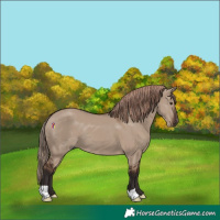 Horse Color:Liver Red Dun 