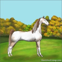 Horse Color:Brown Pearl Dun Frame Appaloosa Rabicano 