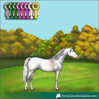 Horse Color:Gray Silver Brown Dun Rabicano 