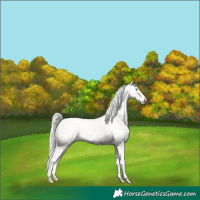 Horse Color:Silver Amber Cream Champagne Pearl Dun Appaloosa 