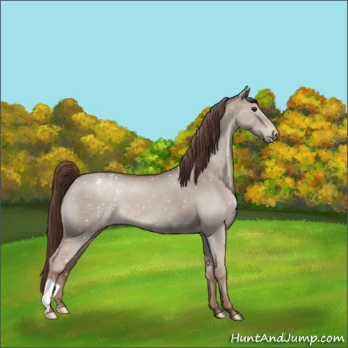 Horse Color:Classic Champagne Dun Appaloosa
