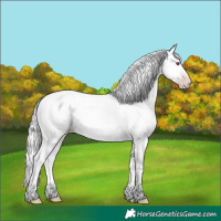 Horse Color:Gold Champagne Chinchilla Onyx 