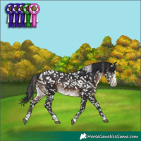 Horse Color:Brown Appaloosa Rabicano 