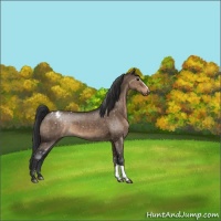 Horse Color:Brown Dun Appaloosa 