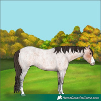 Horse Color:Bay Ice Roan 