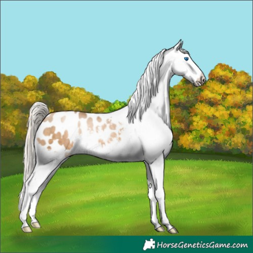 Horse Color:Chocolate Palomino Pearl Splash Appaloosa