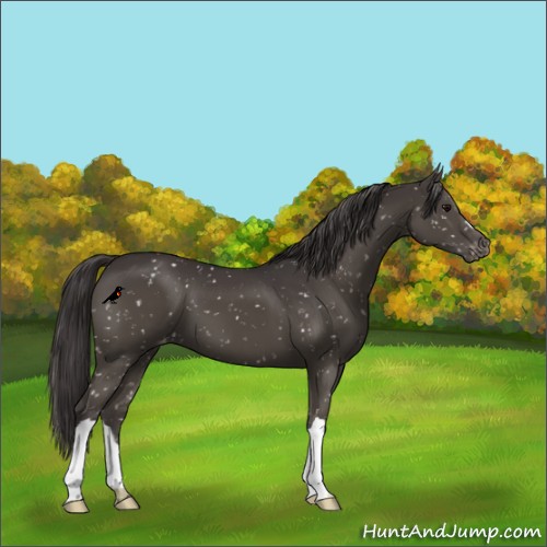 Horse Color:Smoky Black Snowflake Varnish
