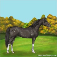 Horse Color:Smoky Black Appaloosa 