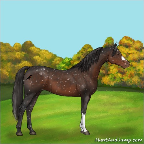 Horse Color:Liver Chestnut Snowflake Varnish