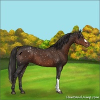 Horse Color:Liver Chestnut Snowflake Varnish
