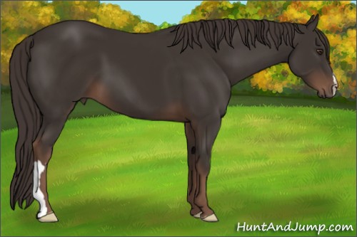 Horse Color:Liver Chestnut 