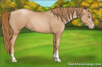 Horse Color:Chestnut Pearl Sabino 