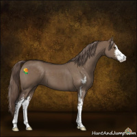 Horse Color:Liver Red Dun Sabino 