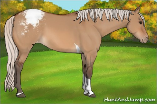 Horse Color:Silver Bay Dun Tobiano Appaloosa 