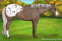 Horse Color:Silver Black Appaloosa 