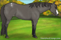 Horse Color:Grullo Appaloosa 