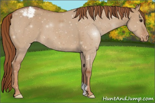 Horse Color:Red Dun Varnish 