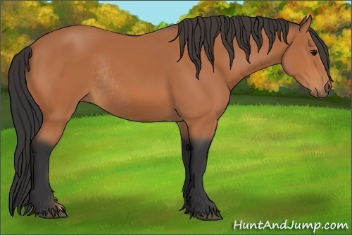 Horse Color:Bay Rabicano 