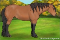 Horse Color:Bay Rabicano 