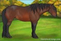 Horse Color:Bay Rabicano