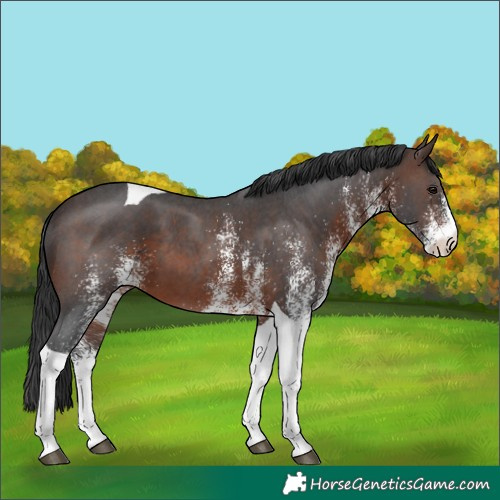 Horse Color:White Spotted Brown Tobiano 