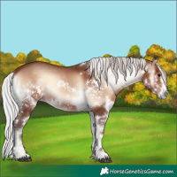 Horse Color:White Spotted Silver Brown Onyx Splash Tobiano Rabicano