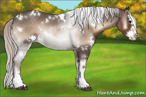 Horse Color:White Spotted Silver Blue Onyx Roan Splash 