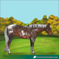 Horse Color:White Spotted Liver Chestnut Mushroom Tobiano Rabicano 