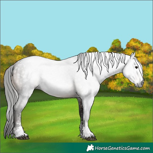 Horse Color:Gray Bay Mushroom Sabino