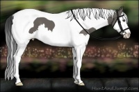 Horse Color:Grullo Splash Tobiano