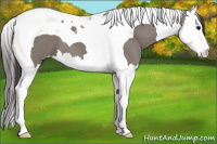 Horse Color:Grullo Splash Tobiano Appaloosa 