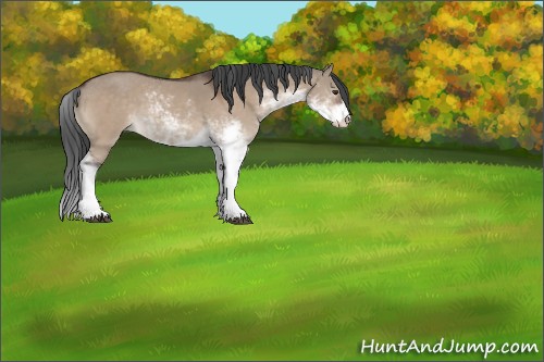 Horse Color:Brown Dun Sabino