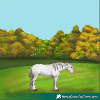 Horse Color:Liver Red Dun Sabino Appaloosa 