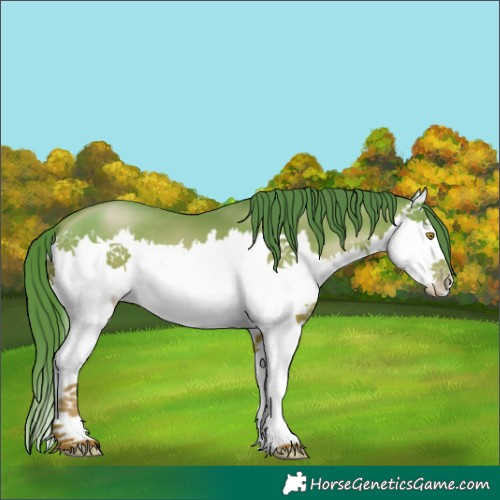 Horse Color:Bay Pearl Splash