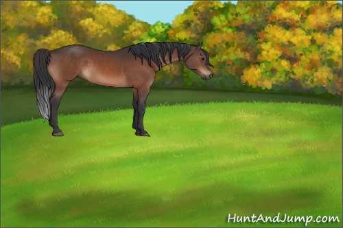 Horse Color:Brown 