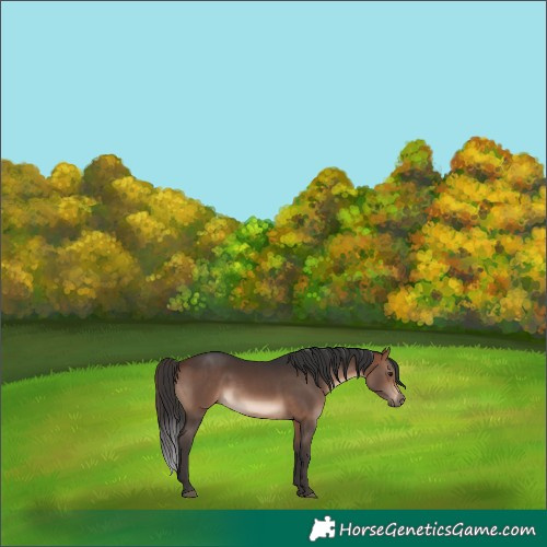 Horse Color:Brown 