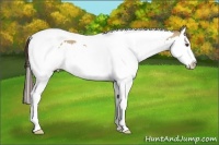 Horse Color:Classic Champagne Dun Splash Tobiano 