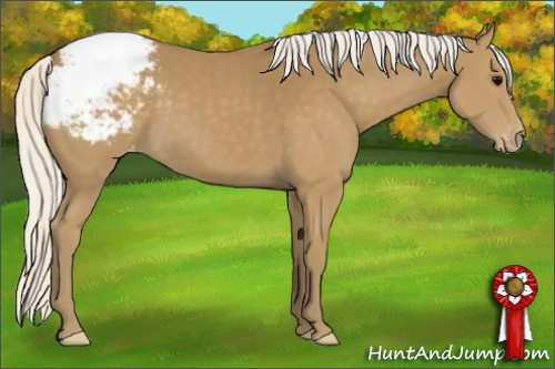 Horse Color:Silver Smoky Black Appaloosa 