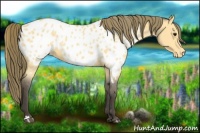 Horse Color:Buckskin Appaloosa