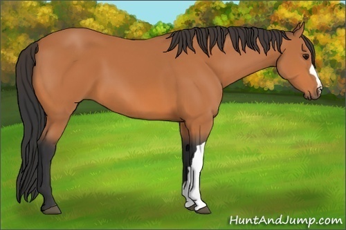 Horse Color:Bay 