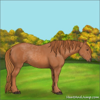 Horse Color:Chestnut Rabicano 