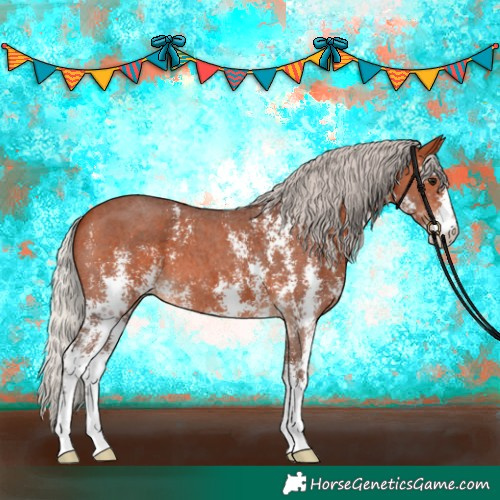 Horse Color:Silver Bay Sabino 