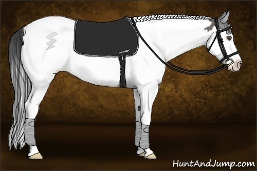 Horse Color:Grullo Splash Tobiano 