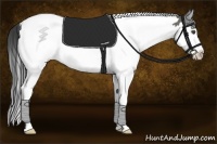 Horse Color:Grullo Splash Tobiano