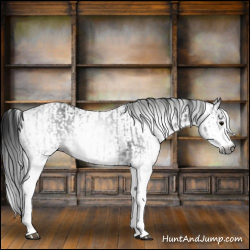 Horse Color:Gray White Spotted Black  and Gray White Spotted Black 