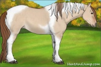 Horse Color:Red Dun Tobiano