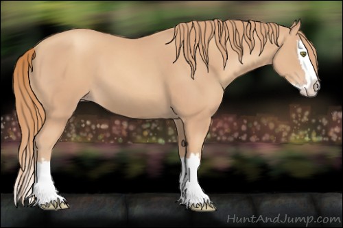 Horse Color:Gold Champagne Splash