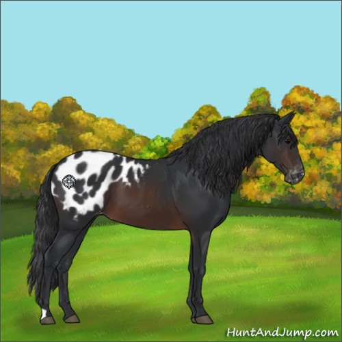 Horse Color:Brown Appaloosa 