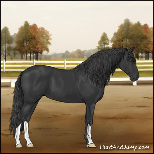 Horse Color:Black 